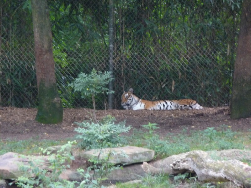 Bengal Tigers.JPG